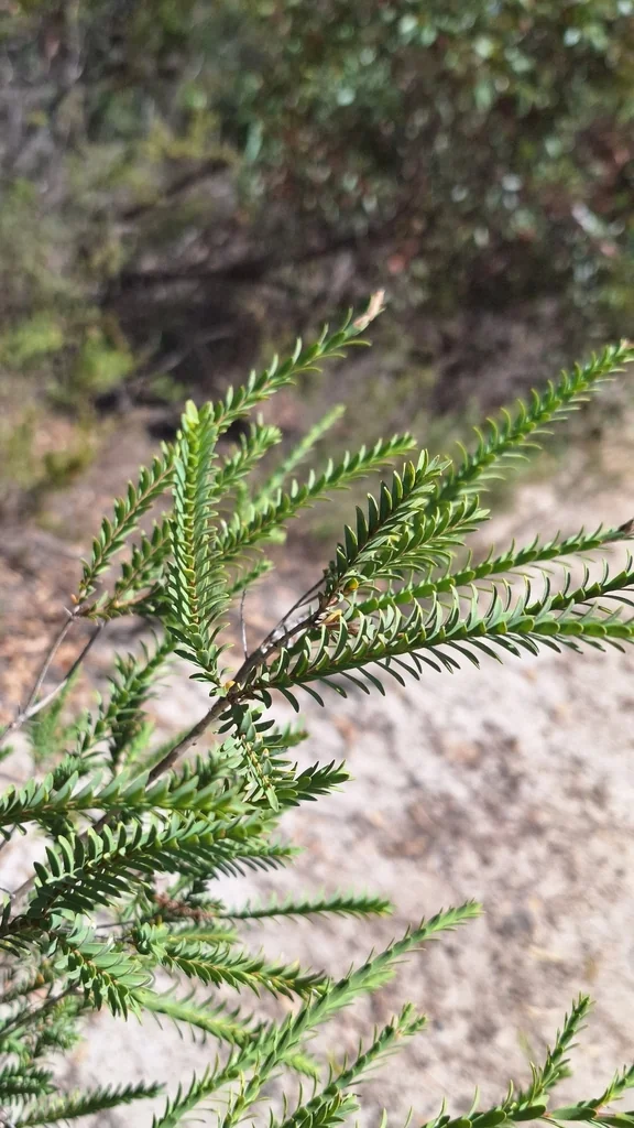 Melaleuca Decussata