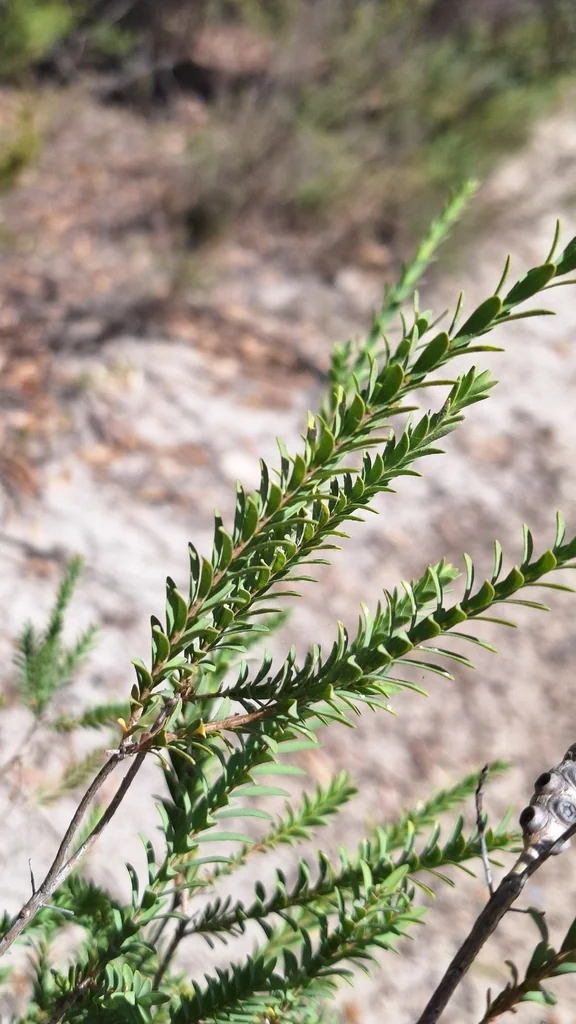Melaleuca Decussata