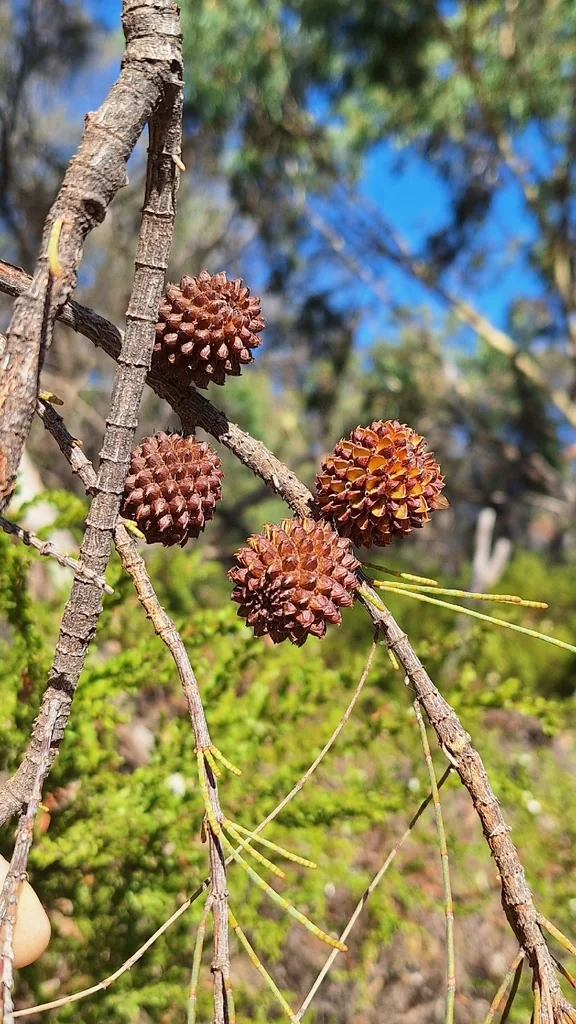 Casuarina stricta