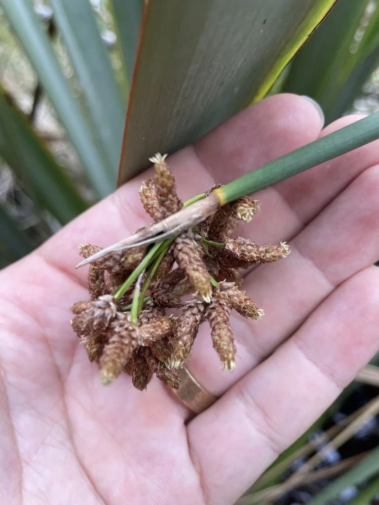 Scirpus Tabernaemontani