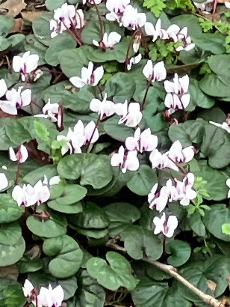 Cyclamen Coum