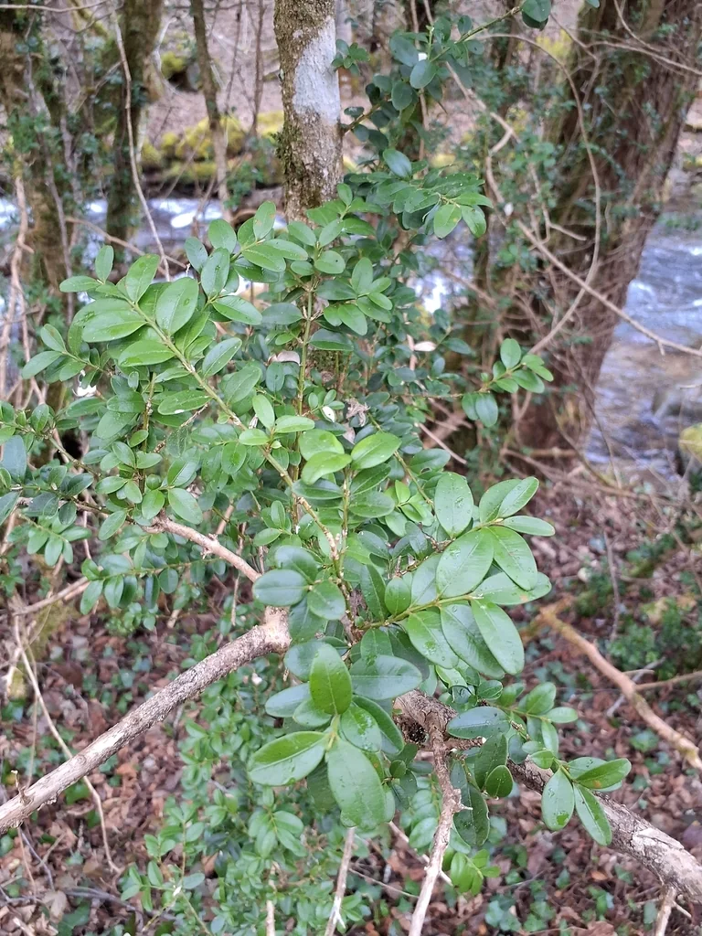 Buxus sempervirens