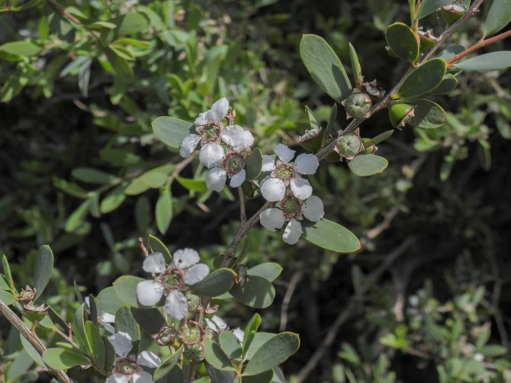 Leptospermum Laevigatum