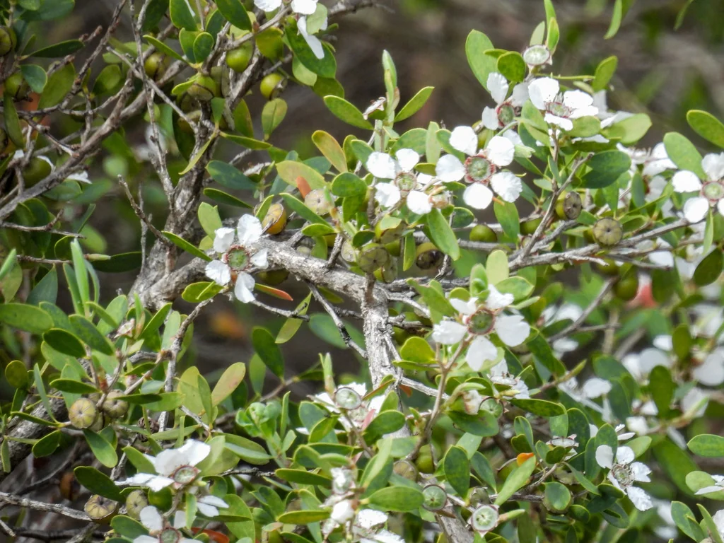 Leptospermum Laevigatum