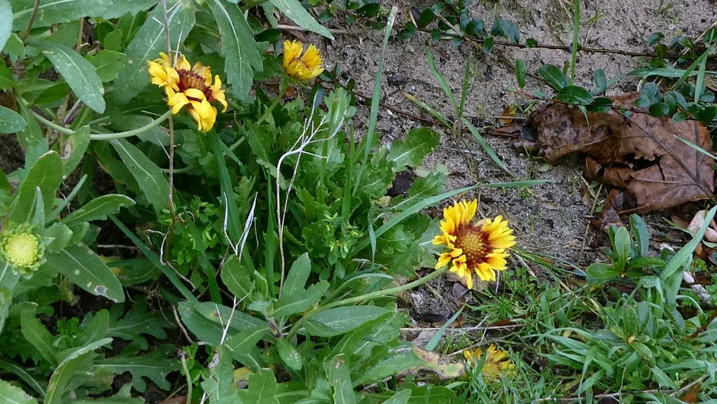 Gaillardia X Grandiflora
