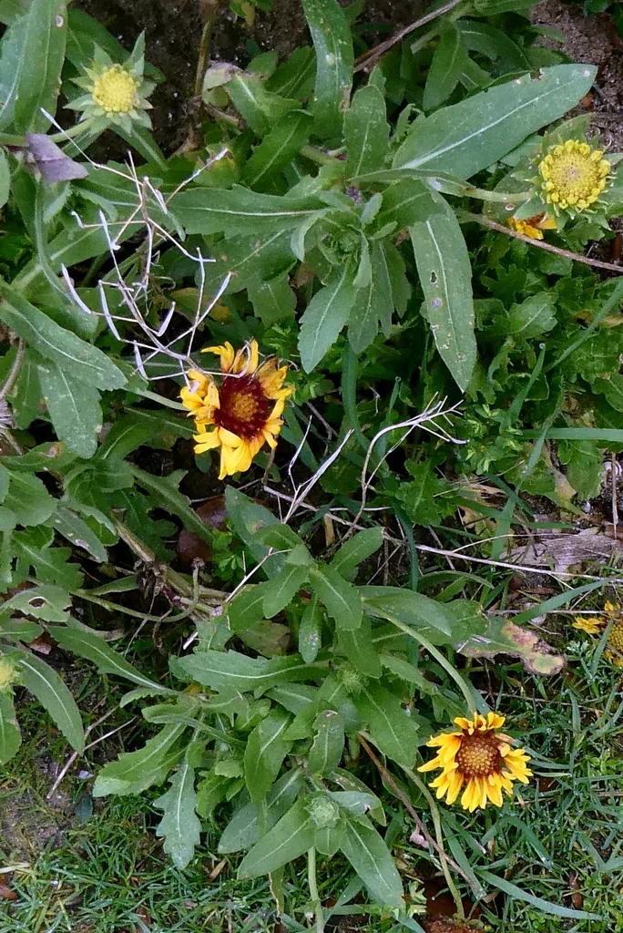 Gaillardia X Grandiflora