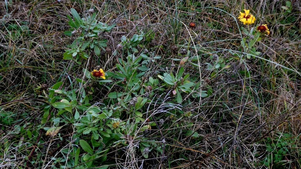 Gaillardia X Grandiflora