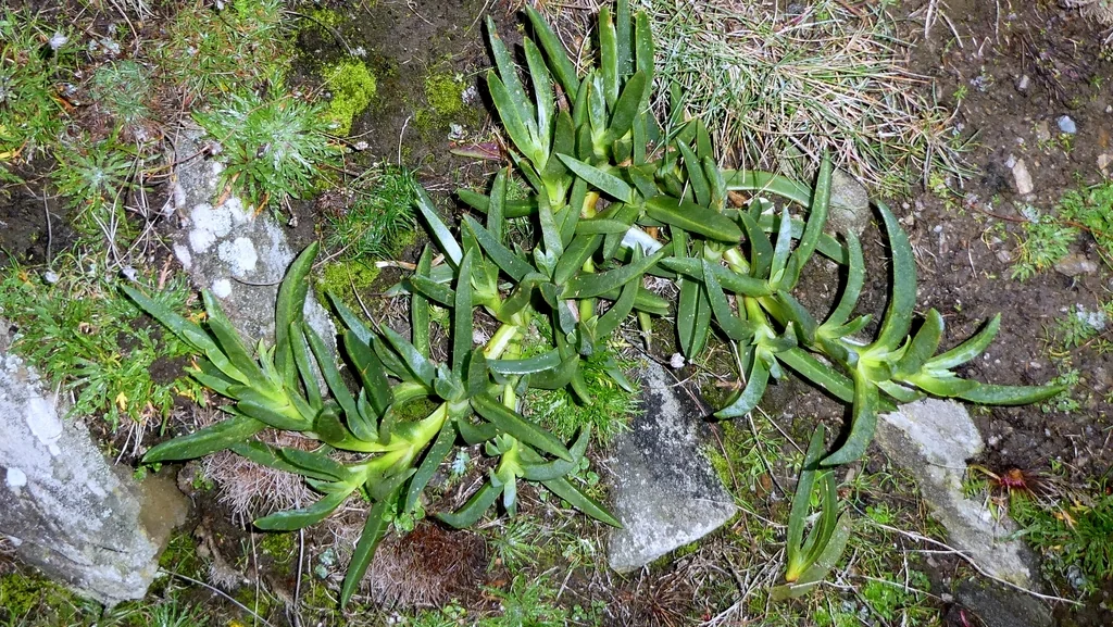 Carpobrotus Edulis
