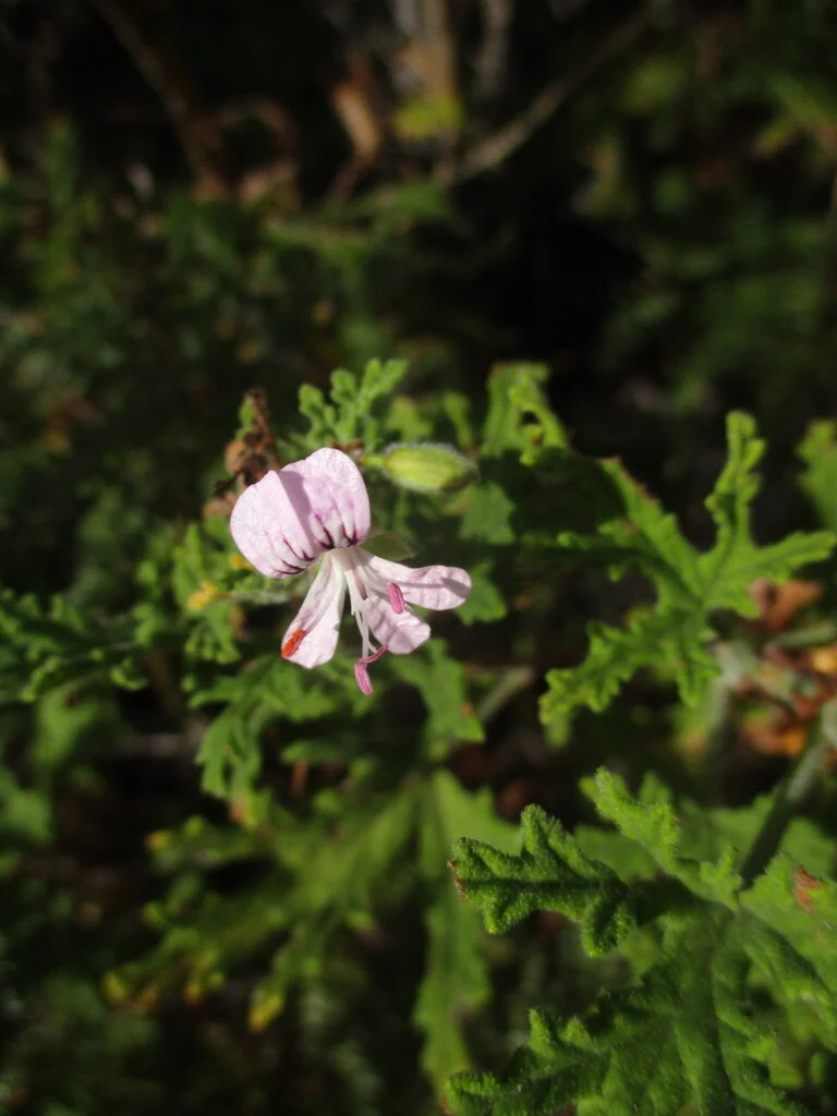 Pelargonium Graveolens