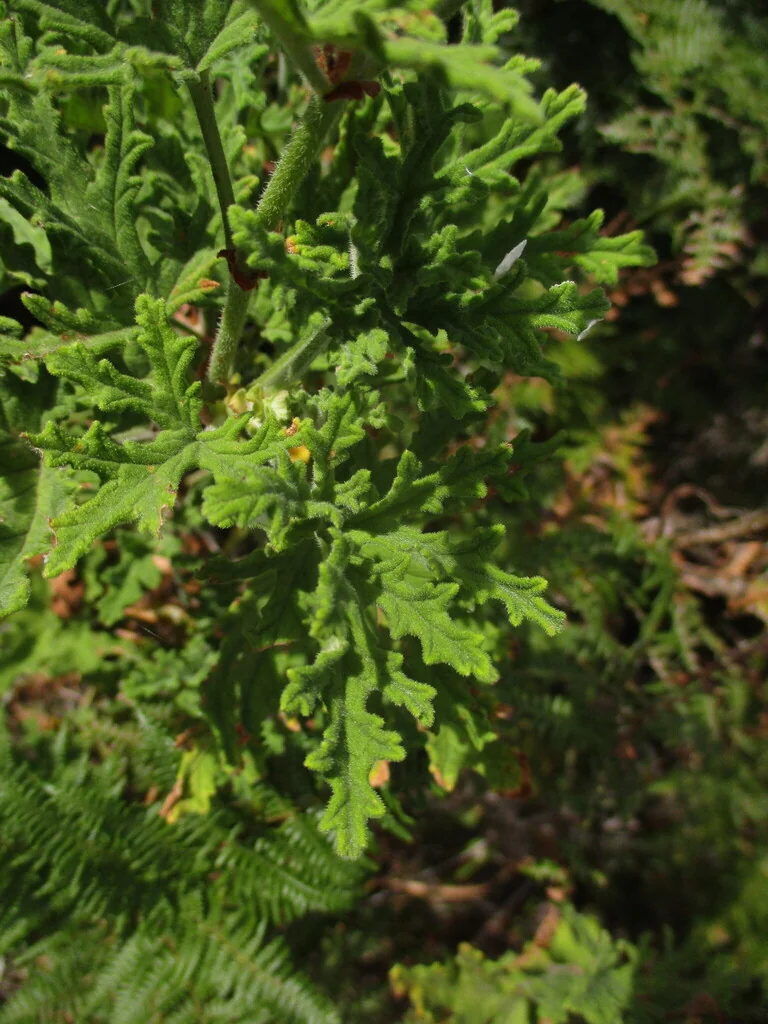 Pelargonium Graveolens
