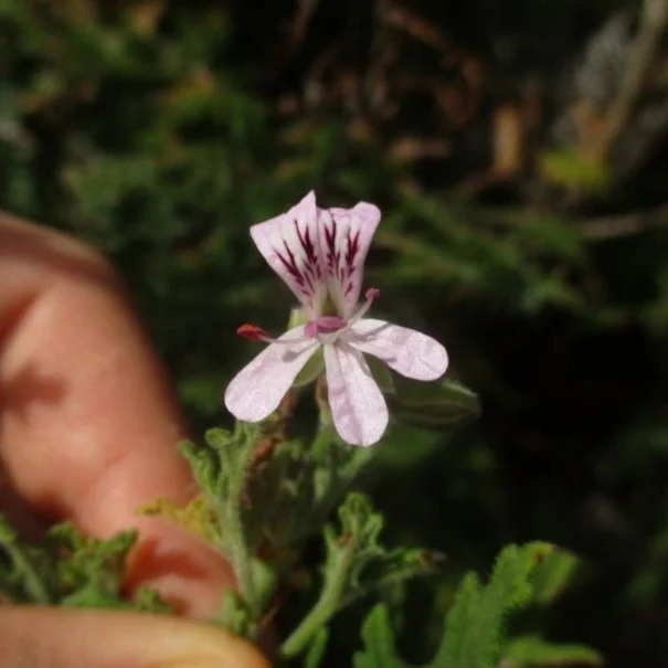 Pelargonium Graveolens