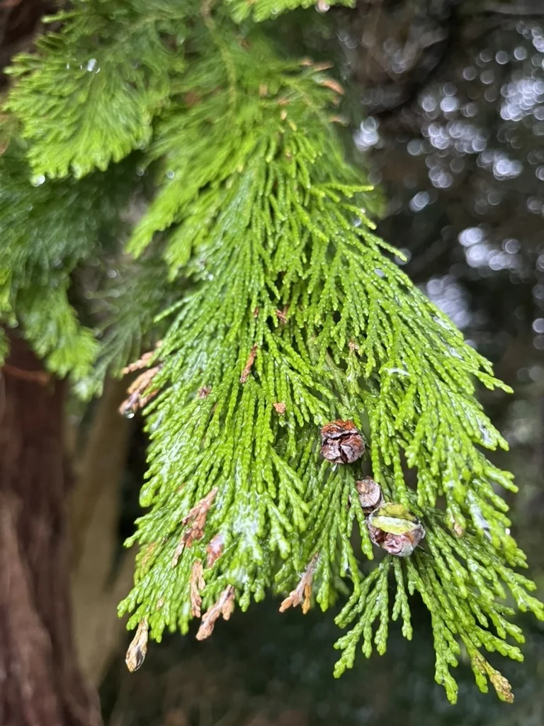 Chamaecyparis lawsoniana