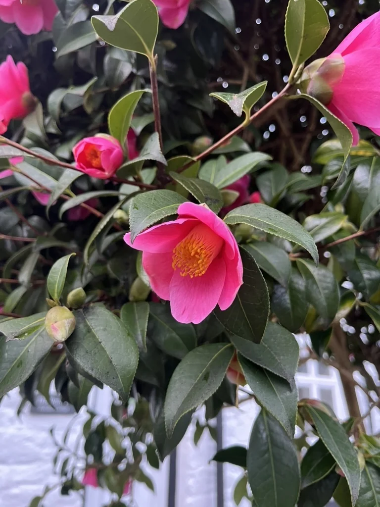 Camellia Japonica