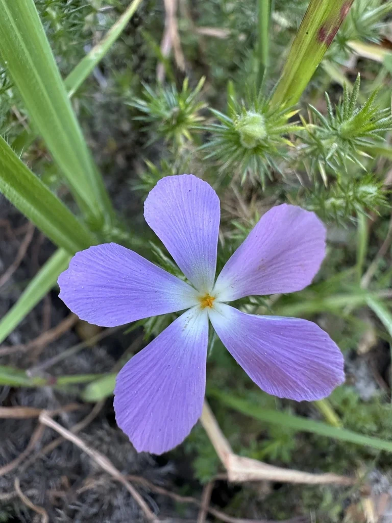 Linanthus Californicus