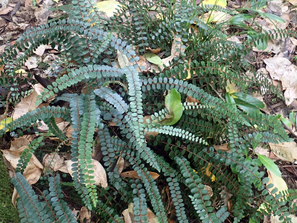 Pellaea Rotundifolia