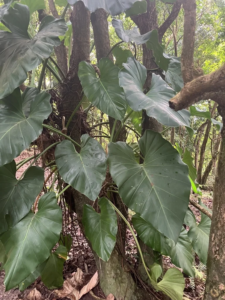 Philodendron Giganteum