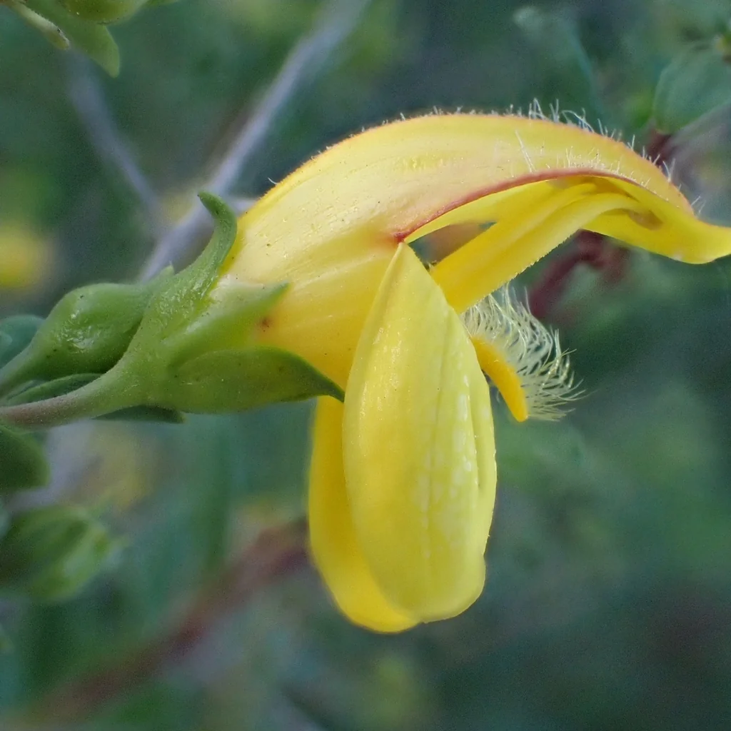 Keckiella Antirrhinoides