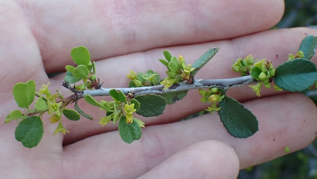 Rhamnus Crocea