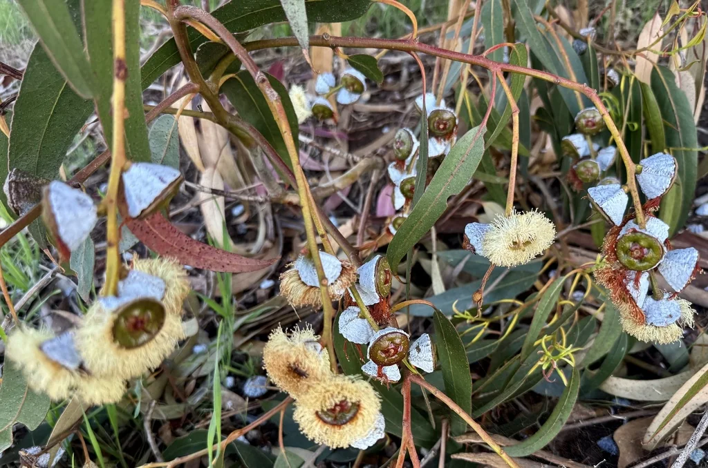 Eucalyptus Globulus
