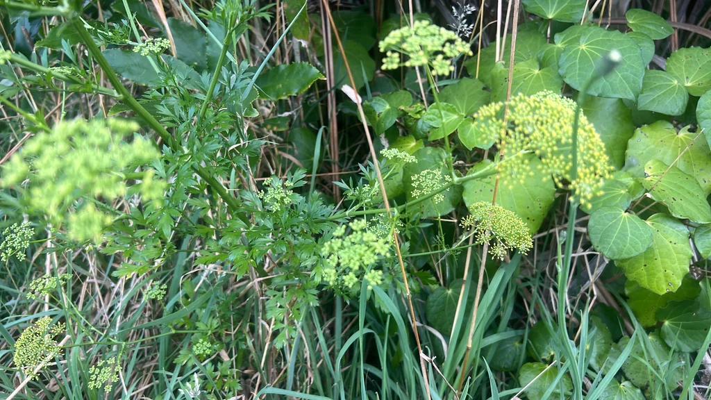 Petroselinum Crispum