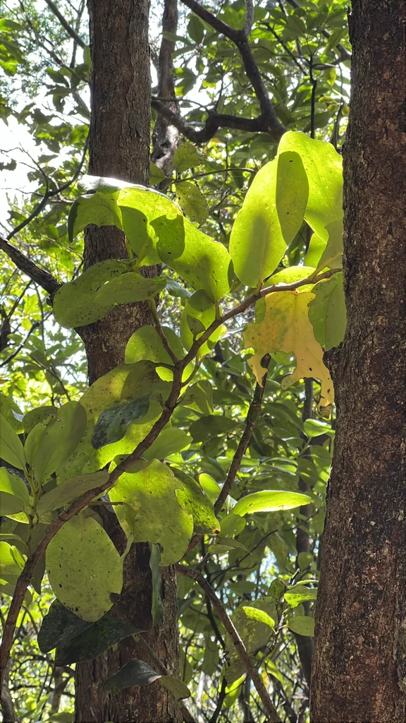 Griselinia Lucida