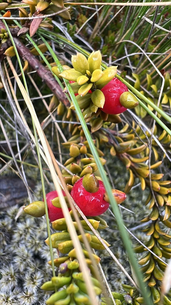 Podocarpus Nivalis