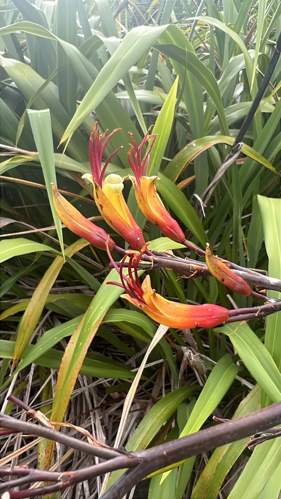 Phormium Cookianum