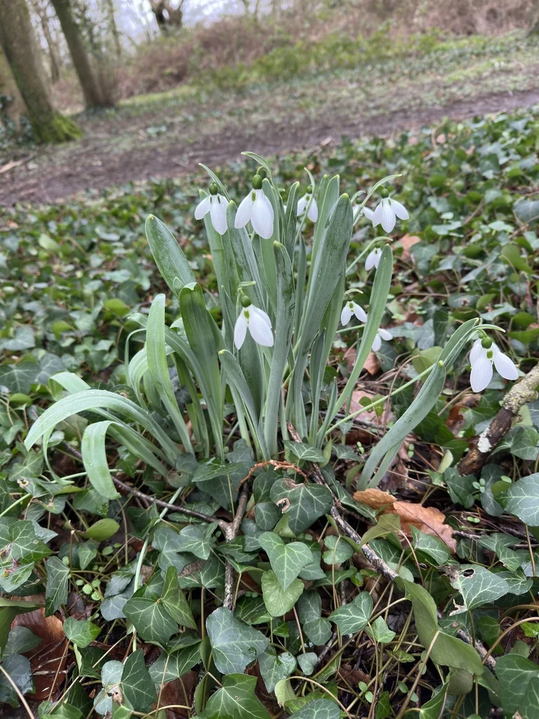 Galanthus Elwesii