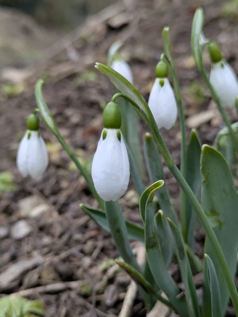 Galanthus Elwesii