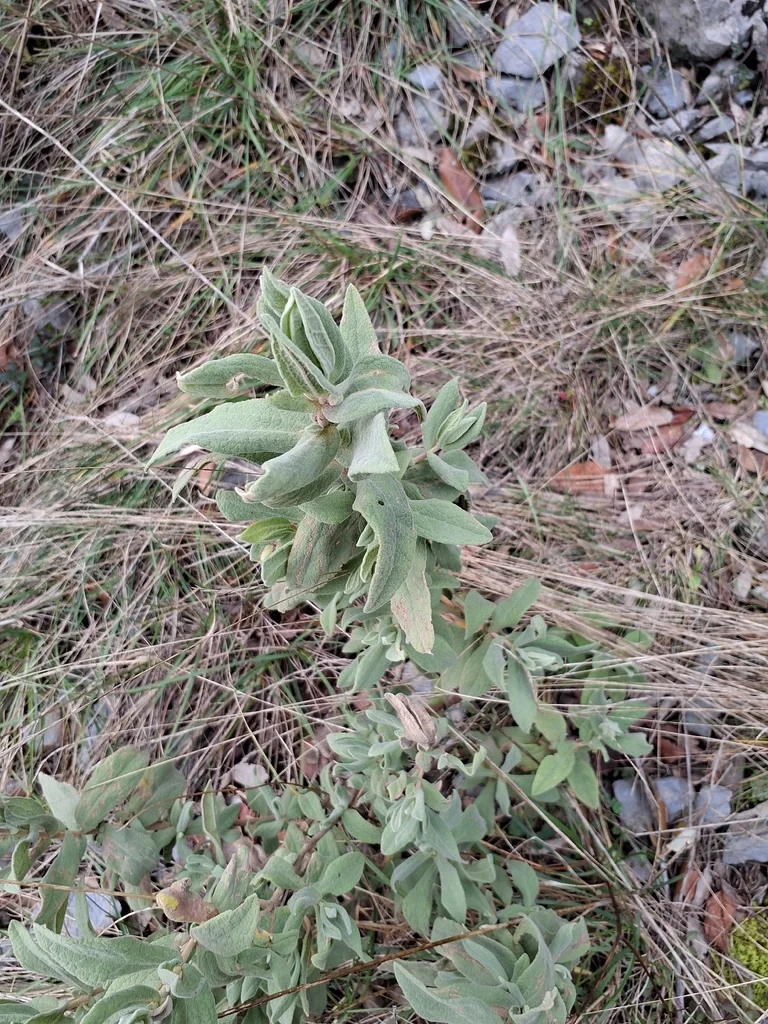 Cistus Albidus