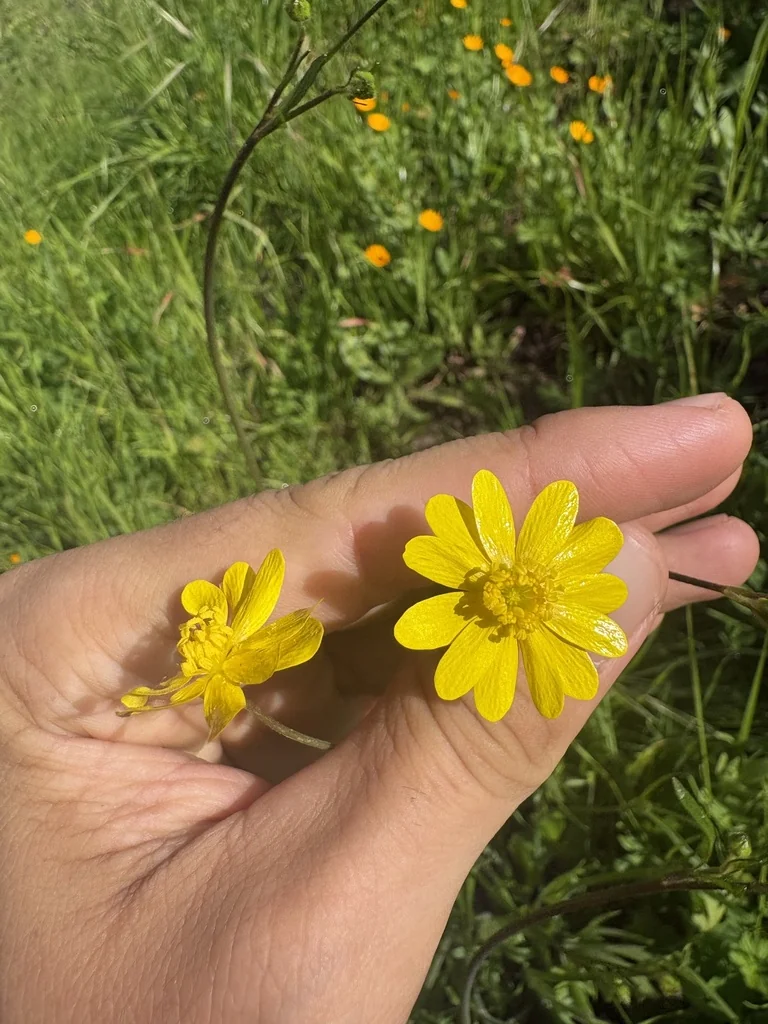 Ranunculus Californicus