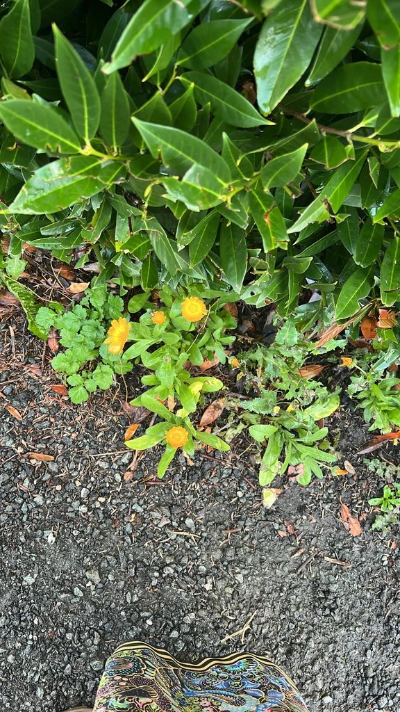 Calendula Officinalis