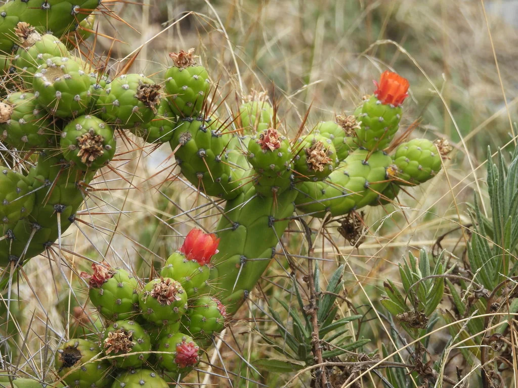 Opuntia Subulata