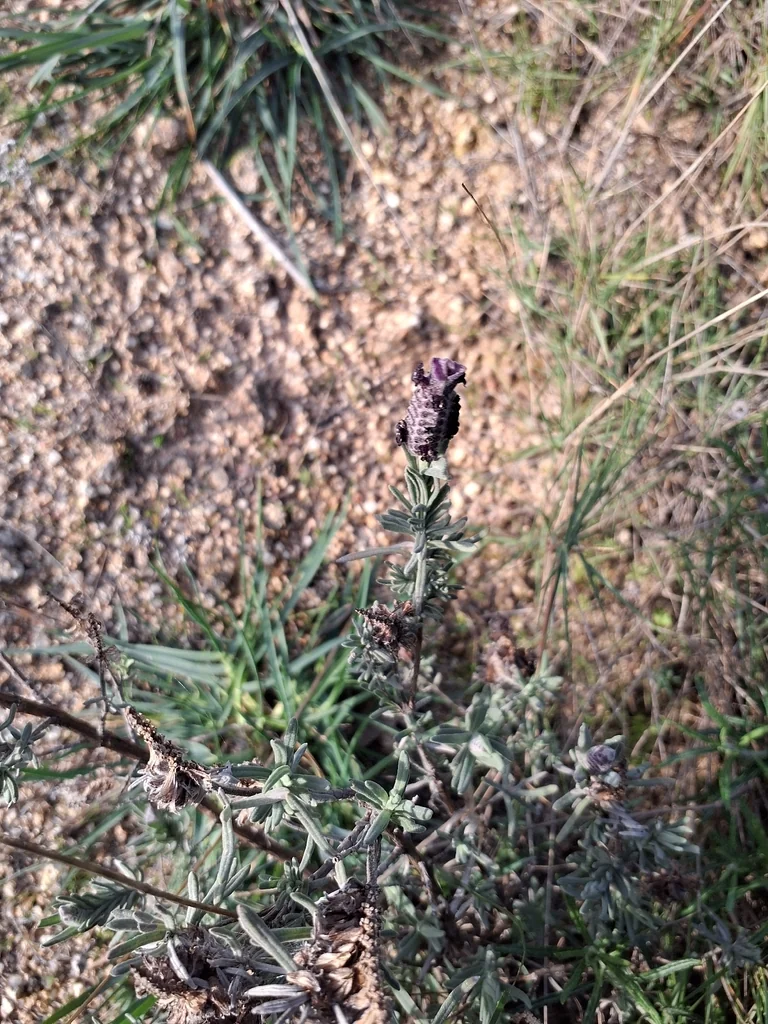 Lavandula Stoechas
