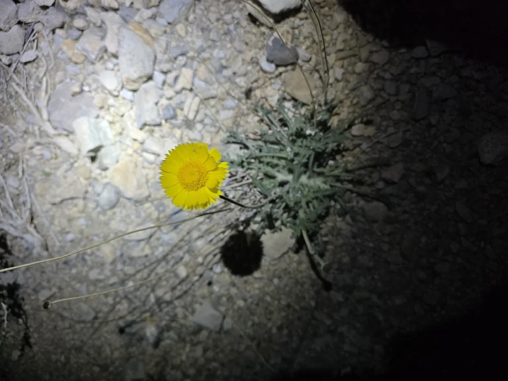 Baileya Multiradiata