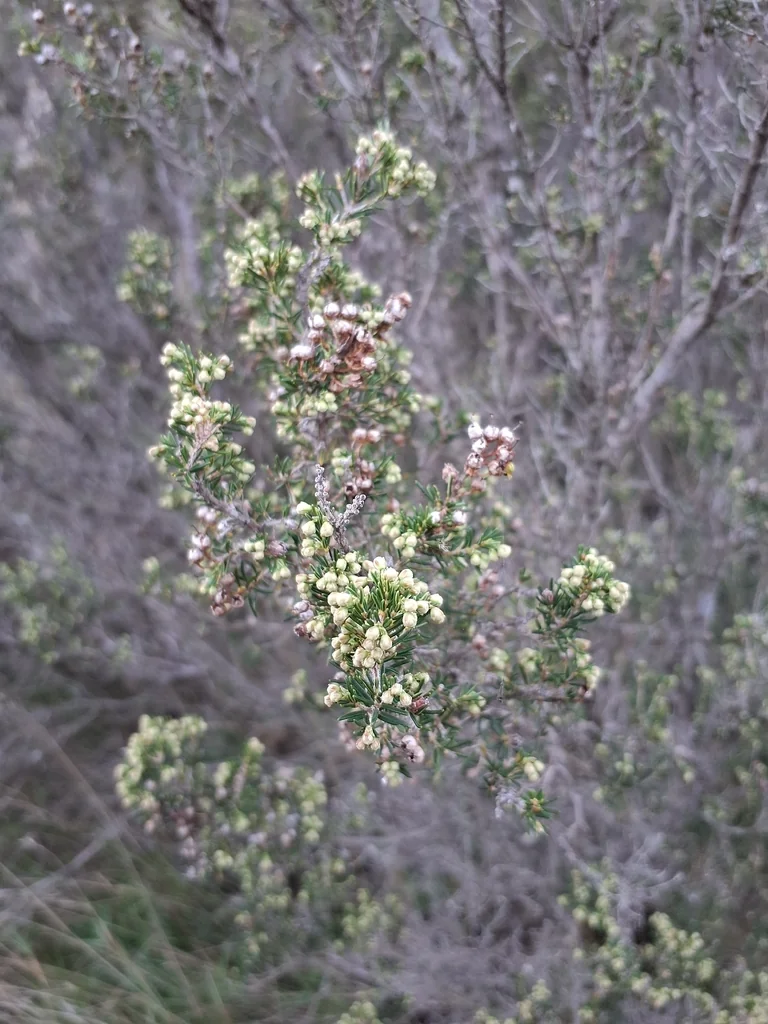 Erica Arborea