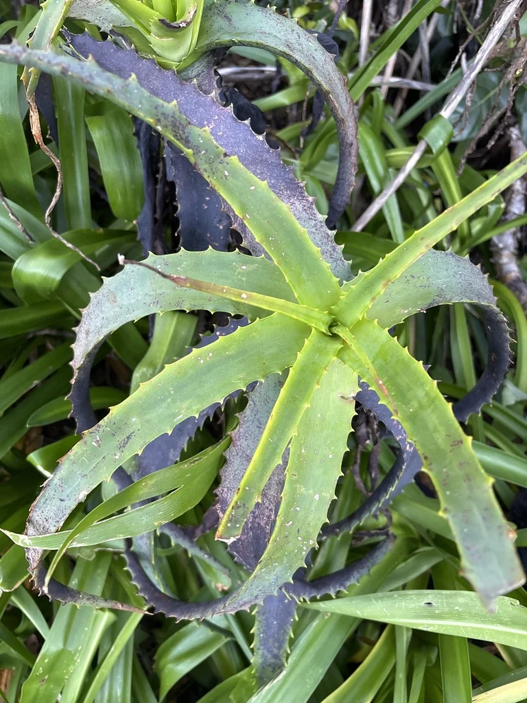 Aloe Arborescens