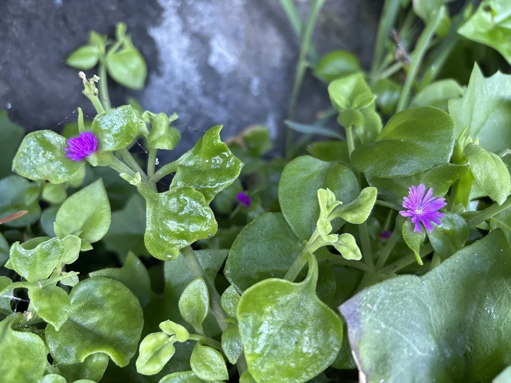 Aptenia cordifolia