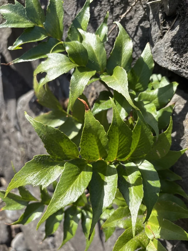 Cyrtomium Falcatum