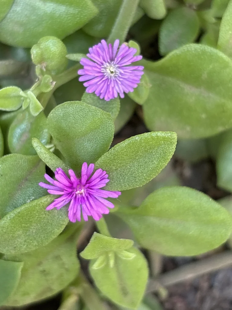 Aptenia cordifolia