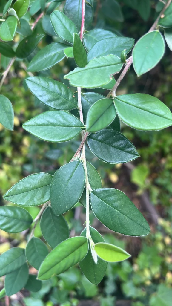Cotoneaster Glaucophyllus