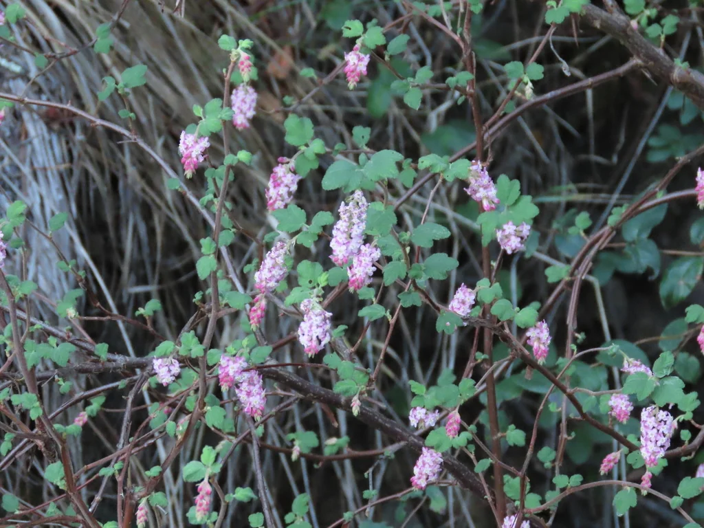 Ribes Malvaceum