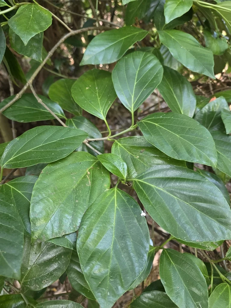 Viburnum Japonicum