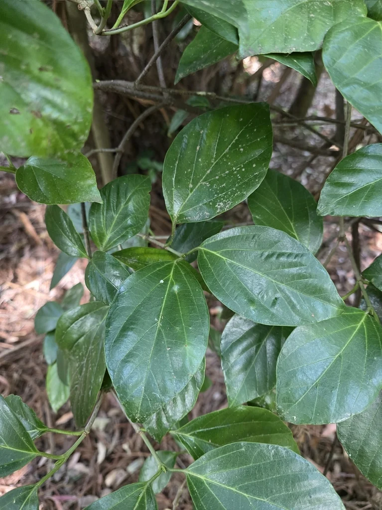 Viburnum Japonicum