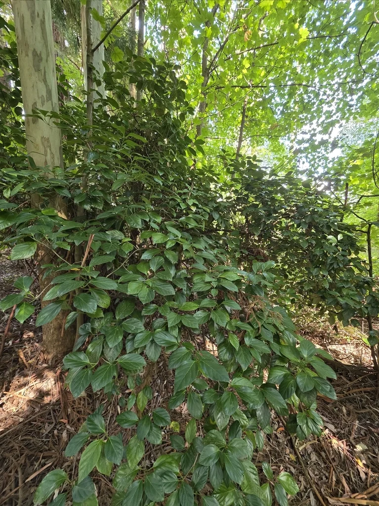Viburnum Japonicum