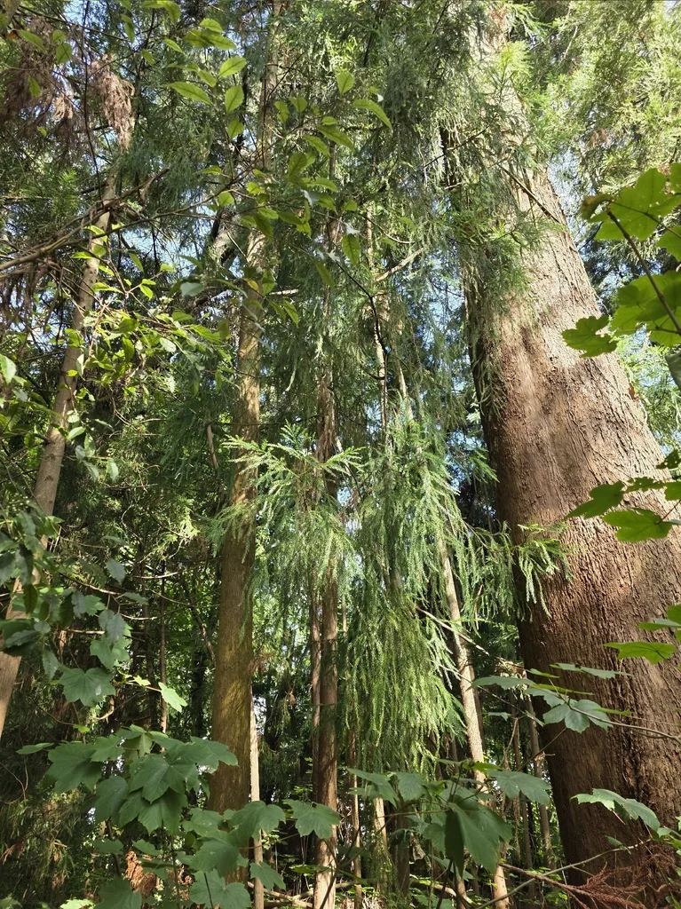 Cryptomeria Japonica