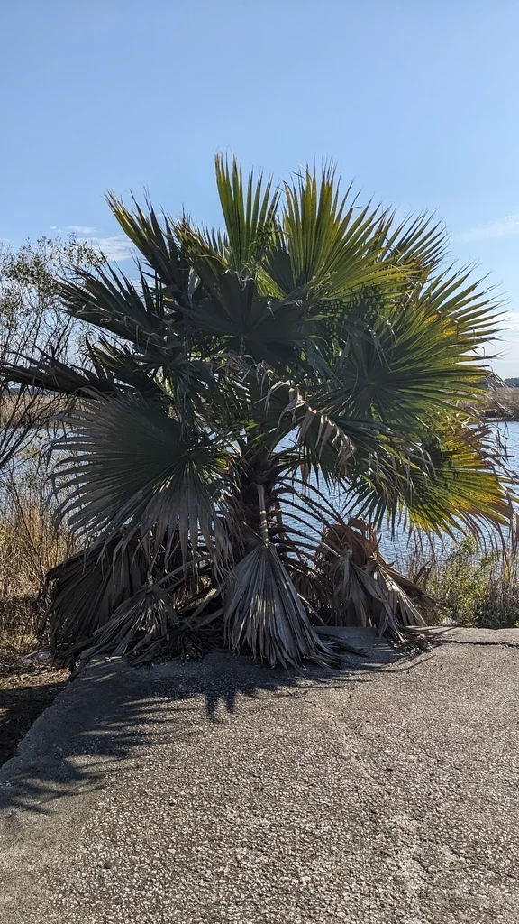 Washingtonia Robusta