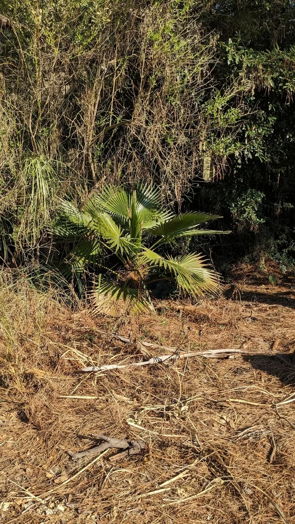 Washingtonia Robusta