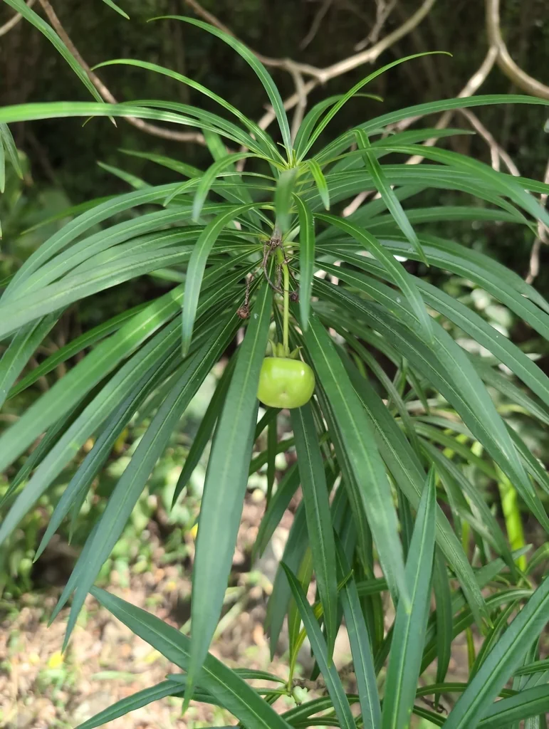 Thevetia Peruviana