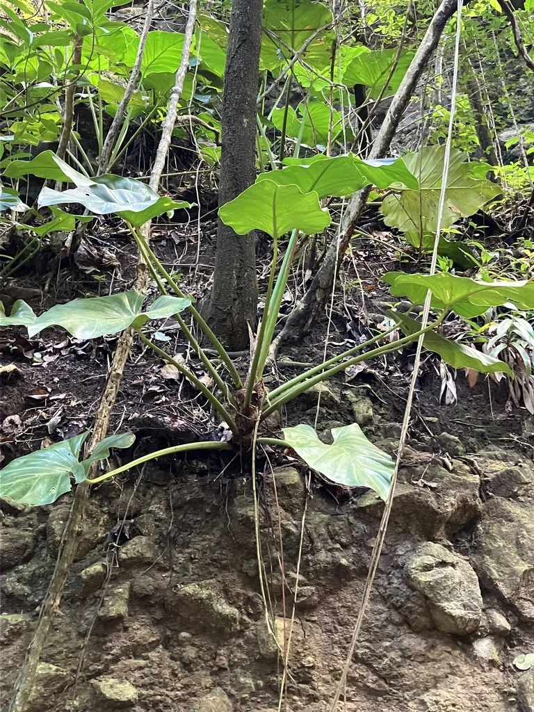 Philodendron Giganteum